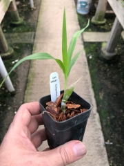 Cyrtopodium saintlegerianum